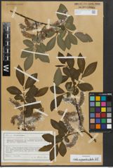 Foto von Salix appendiculata Vill.